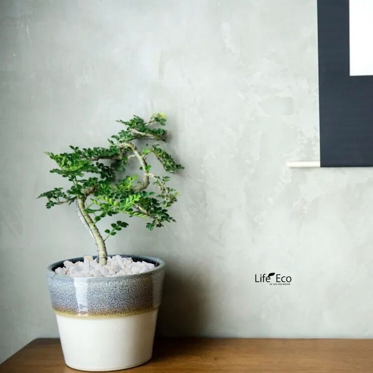 鉢土に載せるマルチングストーン（カラーストーン・化粧石）ホワイト（角） 5～20mm  / 観葉植物、鉢花、鉢植え庭木の乾燥・害虫防止【送料無料】