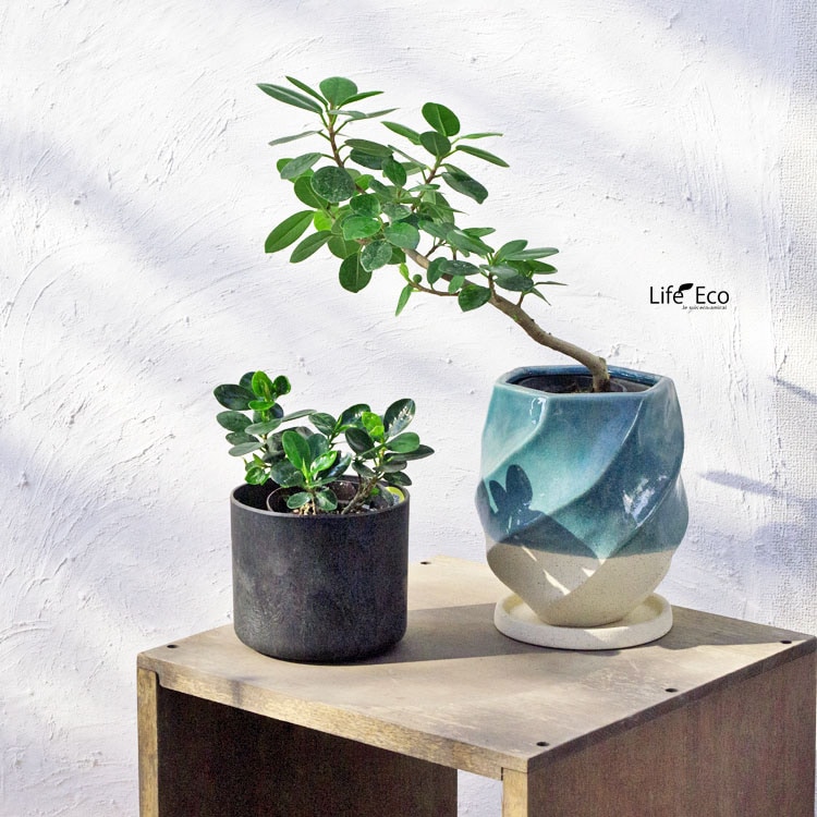 観葉植物 パンダガジュマル（盆栽仕立） / 2.5寸・約H30cm【送料D】