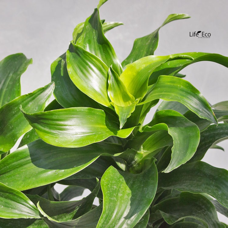 観葉植物 ドラセナ・ツイスト（トルネード） 2本立 / 6寸・約W 50cm×H75cm【送料E】