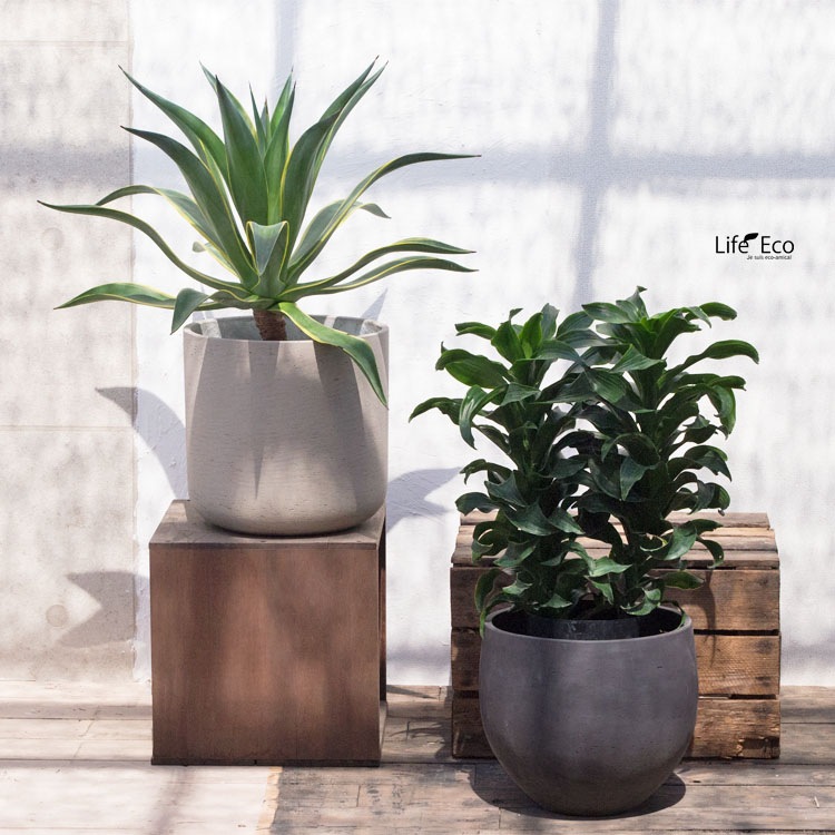 観葉植物 ドラセナ・ツイスト（トルネード） 2本立 / 6寸・約W 50cm×H75cm【送料E】