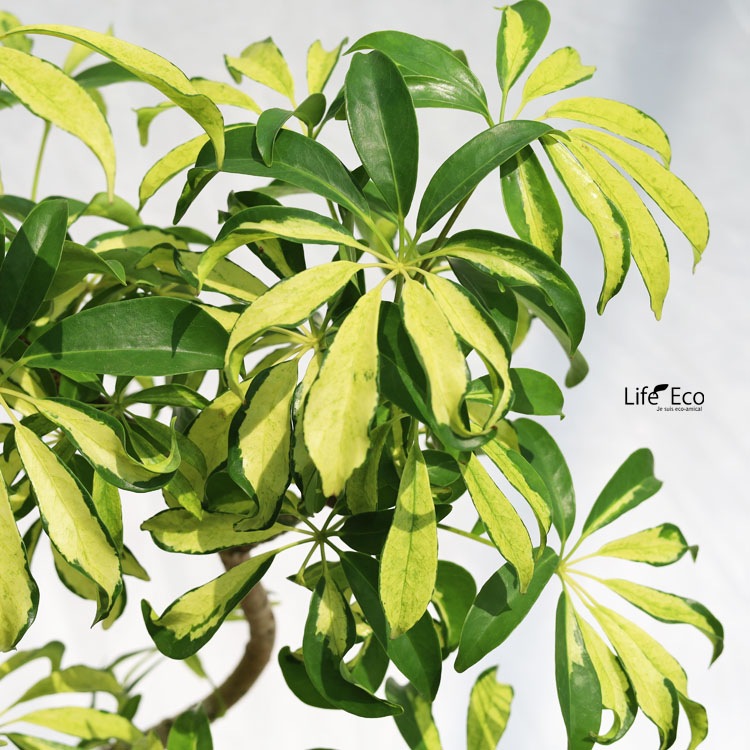 観葉植物 シェフレラ・アッシュフォリア（斑入り） / 5寸・約W40cm×H70cm