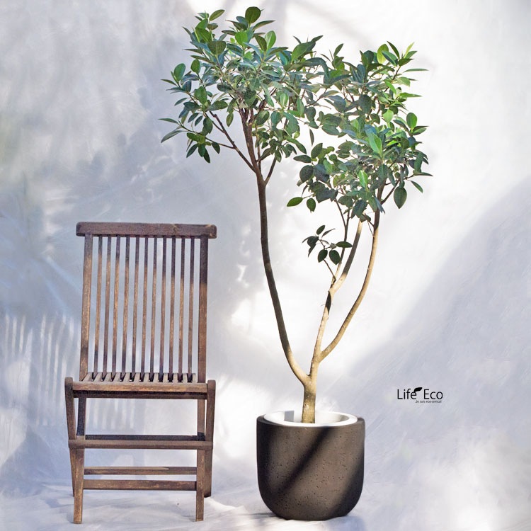 ◼️フィカスウンベラータ◼️大型170センチ　10号鉢　観葉植物 ◼️フィカスウンベラータ◼️大型170センチ 10号鉢 観葉植物