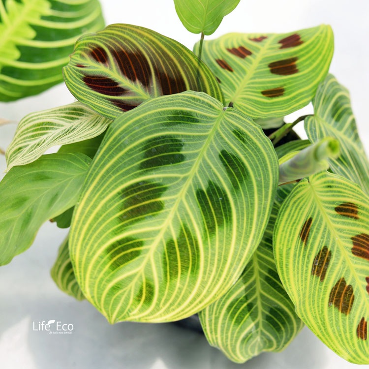 観葉植物 マランタ・ファンタジー（ライトベイン） / 3寸・約WH15cm【送料D】