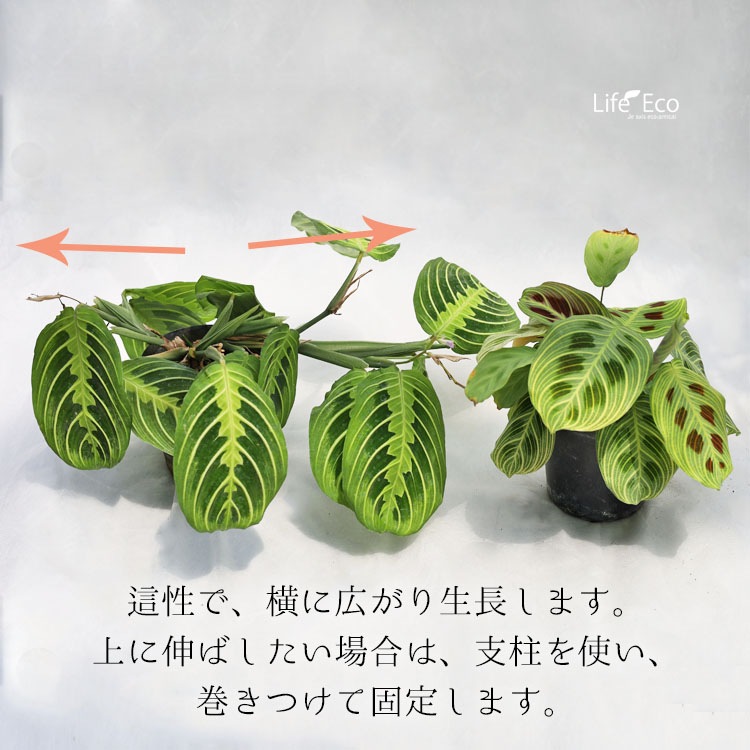 観葉植物 マランタ・ファンタジー（ライトベイン） / 3寸・約WH15cm【送料D】