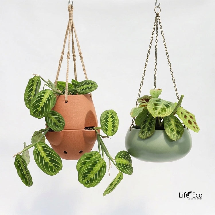 観葉植物 マランタ・ファンタジー（ライトベイン） / 3寸・約WH15cm【送料D】