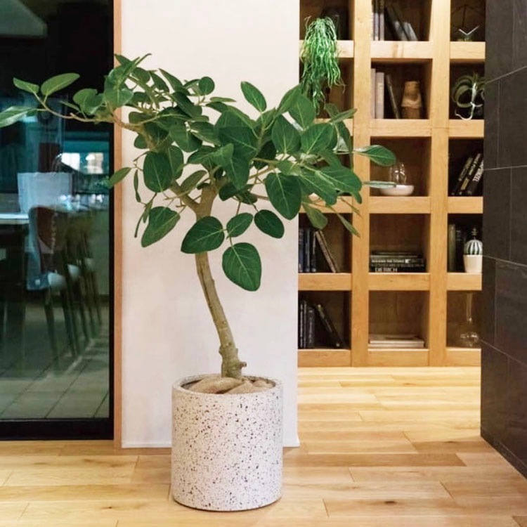 植木鉢 大型 軽量 ゾア シリンダー ブラック（黒）φ31cm×H31cm（10号