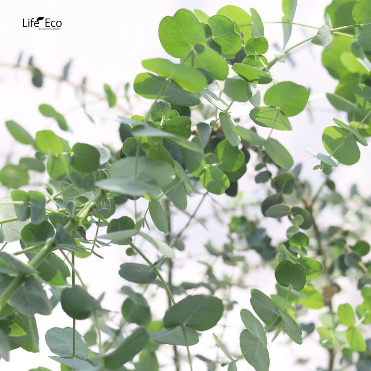 庭木・植木 ユーカリ・グニー（シルバードロップ） / 7寸・約W70cm×H70cm【送料E】