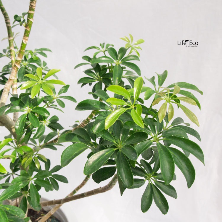 観葉植物 シェフレラ・コンパクター / 8寸・約W55cm×H100cm【送料Ｆ】