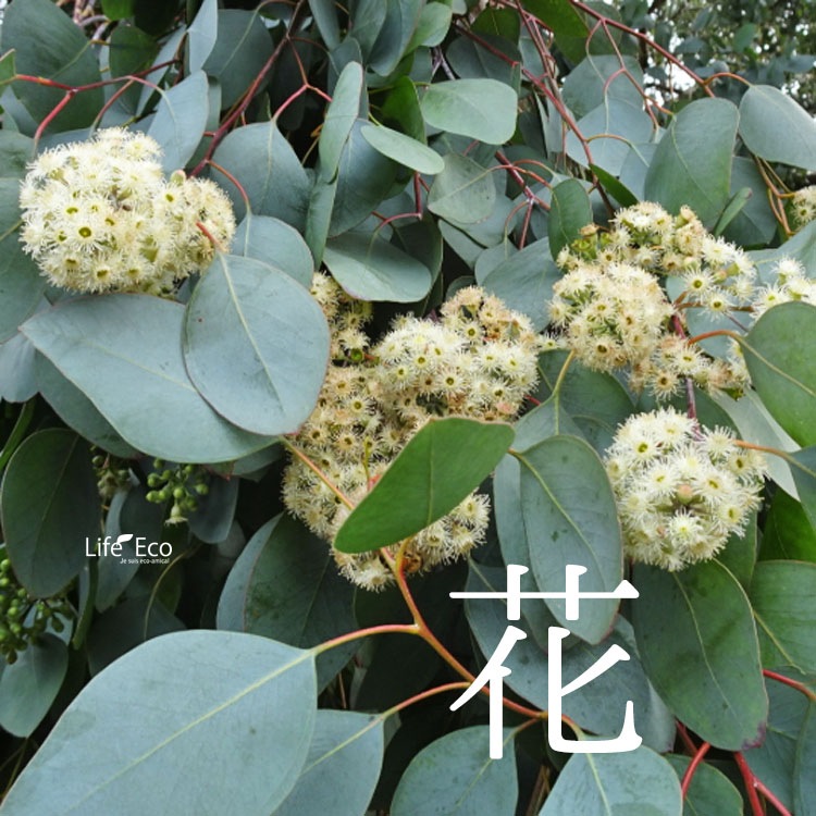 庭木・植木 ユーカリ・ポポラス（ポリアンセモス） / 6寸・W70cm×H70cm
