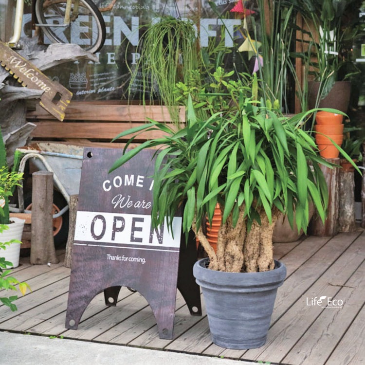 新品　狂鉢　ボルドー 新品 狂鉢 ボルドー 楽天市場】【楽天ランキング受賞】 植木鉢