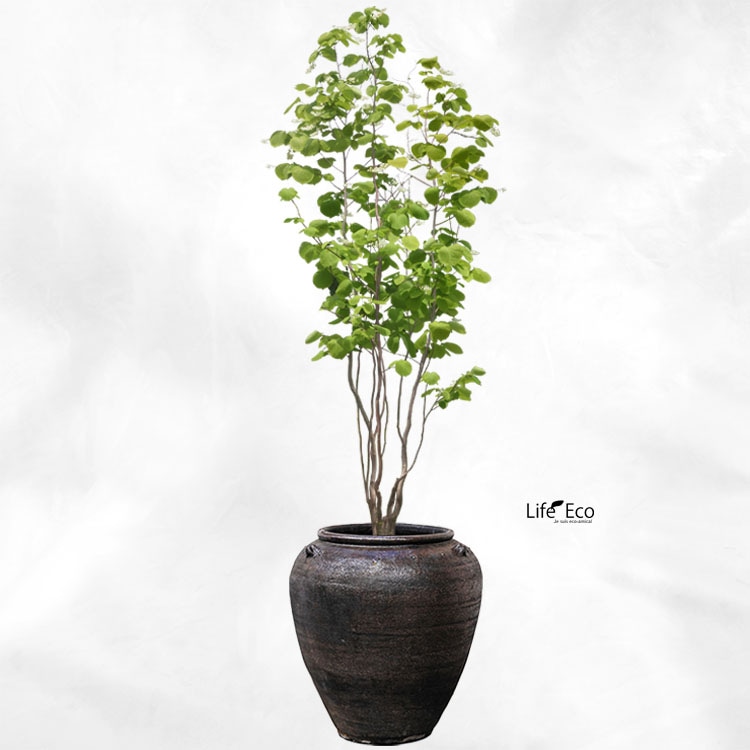 植木鉢 釉薬陶器製 大型 ライスター ジャー ブラック（黒） φ55cm×H59.5cm（18号）【パレット配送・送料お見積り】