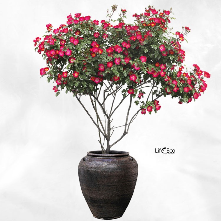 植木鉢 釉薬陶器製 大型 ライスター ジャー ブラック（黒） φ55cm×H59.5cm（18号）【パレット配送・送料お見積り】