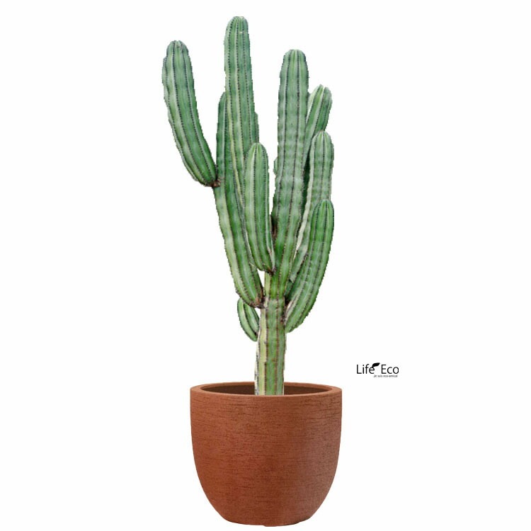 植木鉢 大型 軽量FRP製 ヴォークス ラウンド ロッソ（オレンジ 橙）/ φ36cm×H31cm（12号）【送料E】