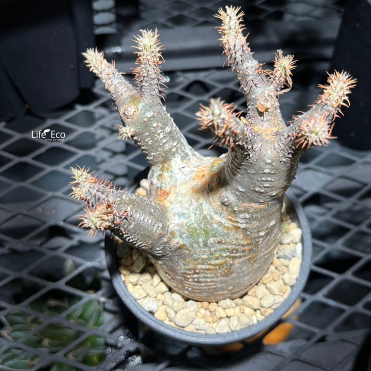 塊根植物【一点物】パキポディウム・グラキリス / 幹幅約6cm×高さ18cm