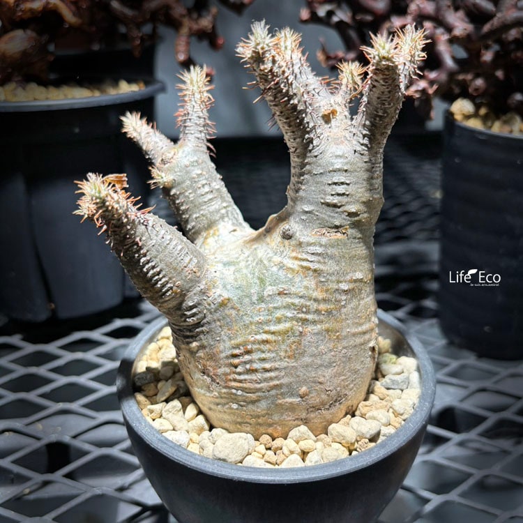 塊根植物【一点物】パキポディウム・グラキリス / 幹幅約6cm×高さ18cm