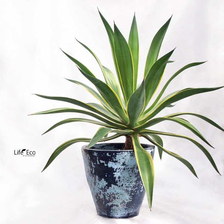 植木鉢 釉薬陶器製 大型 ライスター ラウンド ブルーライム（青） φ36cm×H31.5cm（12号）【送料F】