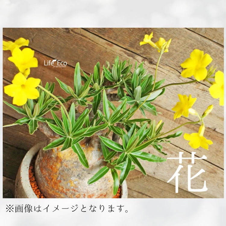 塊根植物【一点物】パキポディウム・グラキリス / 幹幅約7cm×高さ22cm