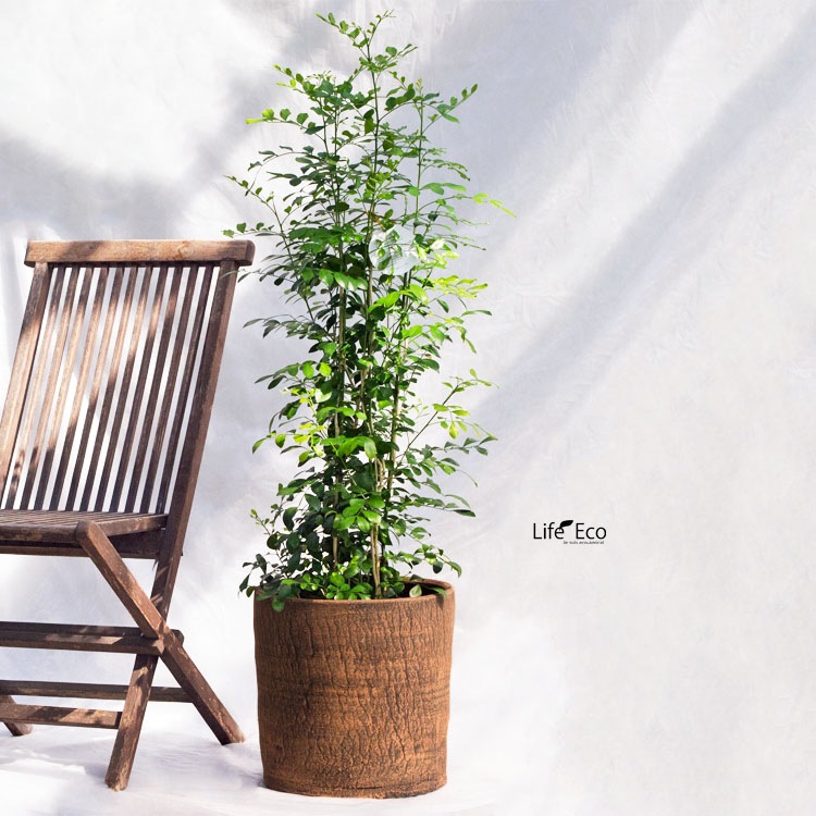 植木鉢 陶器製（ラスティック） ジャヤ シリンダー オレンジ（橙） φ32cm×H32cm（11号）【送料F】