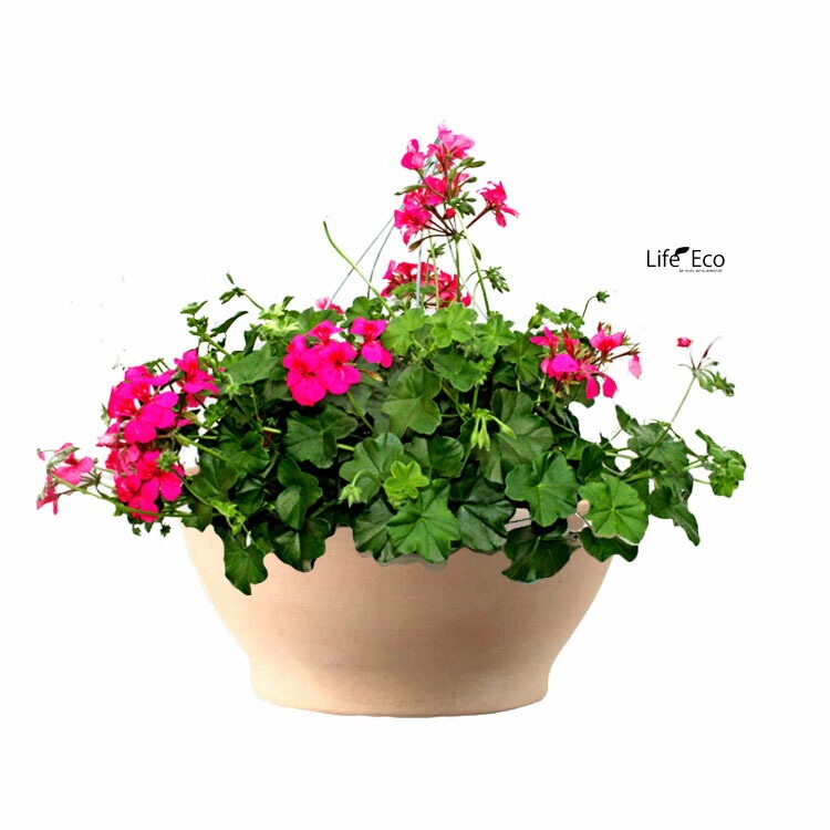 植木鉢 素焼き ホワイトテラコッタ 浅鉢 スムーズボール 23cm（8号