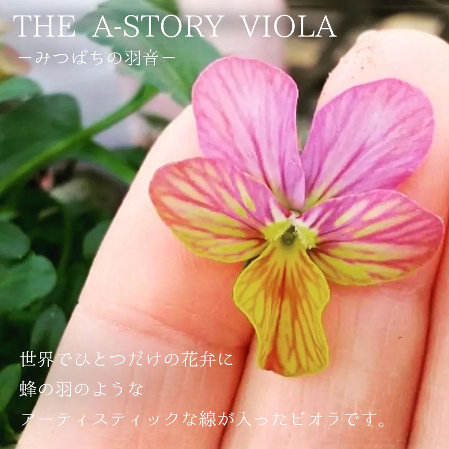 【予約受付】花苗 ビオラ（A-STORY VIOLA）みつばちの羽音 3色アソート（ブルービー×6株、ピンクビー×6株、イエロービー×6株） / 4寸ポット【18株セット】【送料F】