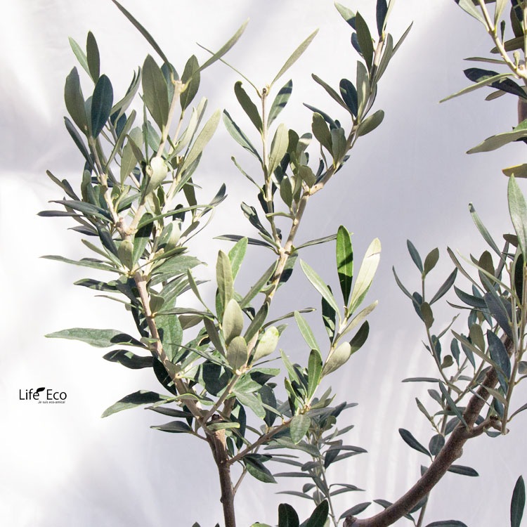 庭木・植木 オリーブ / 7寸・W35cm×H120cm【送料I】