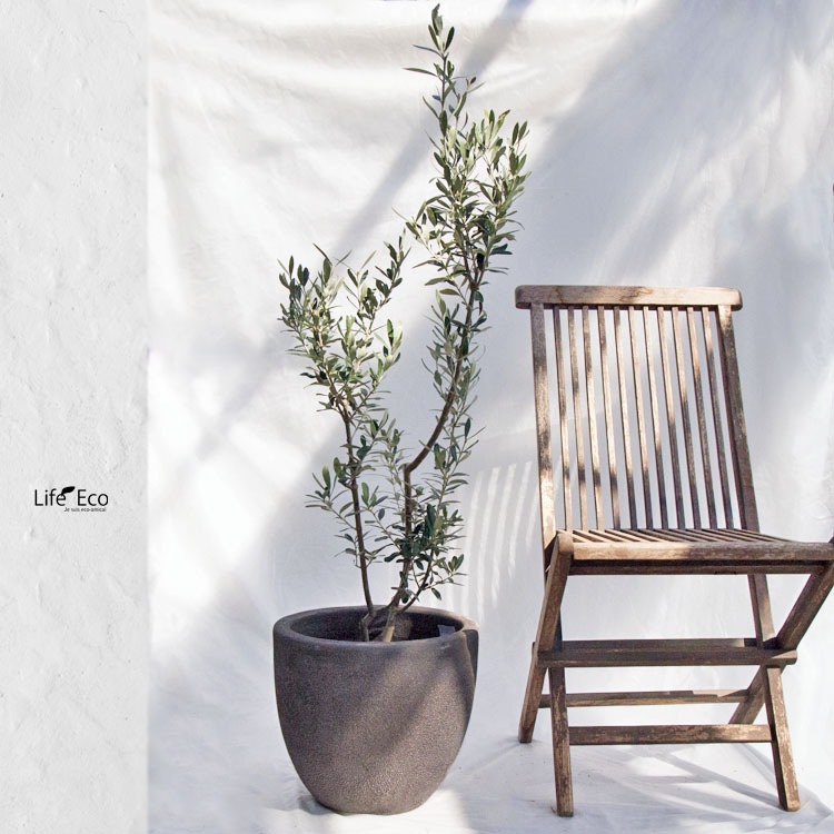庭木・植木 オリーブ / 7寸・W35cm×H120cm【送料I】