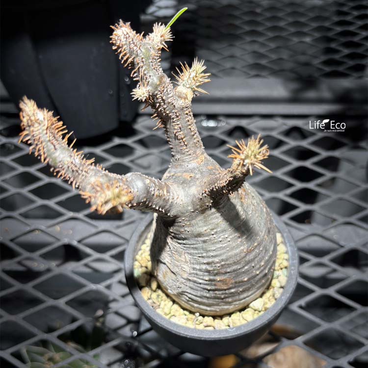 塊根植物【一点物】パキポディウム・グラキリス / 幹幅約6cm×高さ17cm