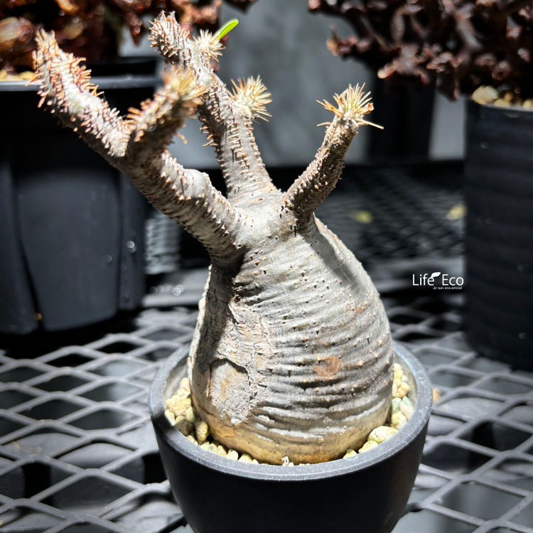 塊根植物【一点物】パキポディウム・グラキリス / 幹幅約6cm×高さ17cm