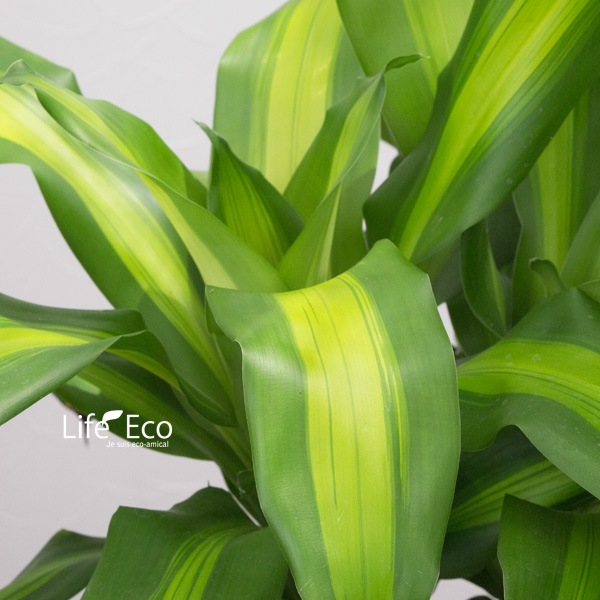 観葉植物 ドラセナ・マッサンゲアーナ 4本立 / 8寸・約W50cm×H120cm【送料I】