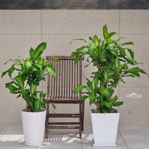 観葉植物 観葉植物 ドラセナ・マッサンゲアーナ 4本立 / 8寸・約W50cm×H120cm