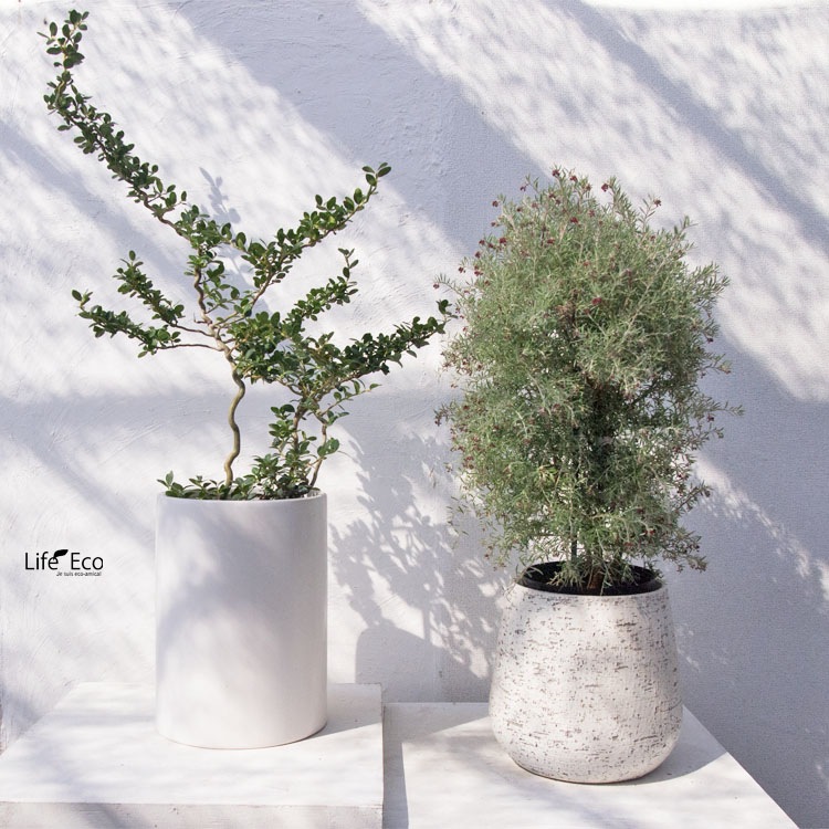 庭木・植木 グレビレア・プーリンダイルミナ / 6寸・約W30cm×H70cm【送料E】