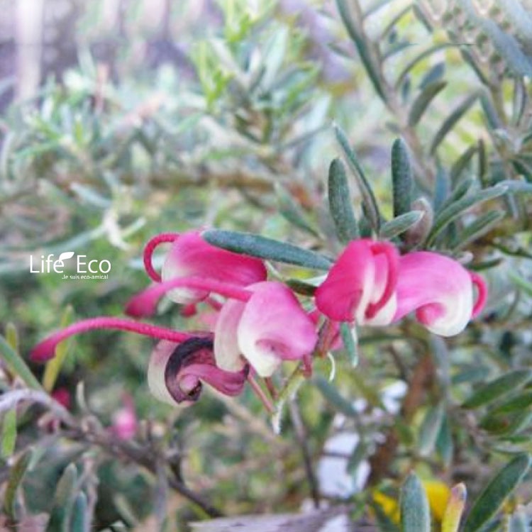 ①地植え向きで 良い感じになって来ました。グレビレアプーリンダ・イルミナ ②地植え向き良い感じになって来ました。グレビレアプーリンダ