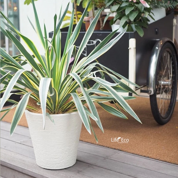 植木鉢 大型 軽量 新素材ポリストーンライト ビアス ソリッド ラウンド アイボリー（ホワイト 白）φ43cm×H40cm（14号）【送料E】