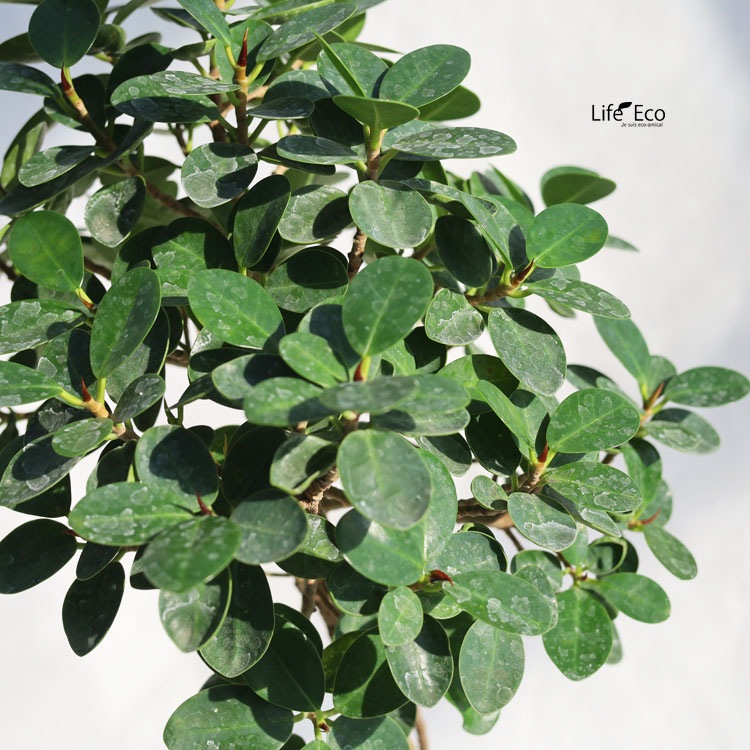 観葉植物【数量限定】パンダガジュマル（キジムナー） / 6寸・約W35cm×H85cm【送料E】