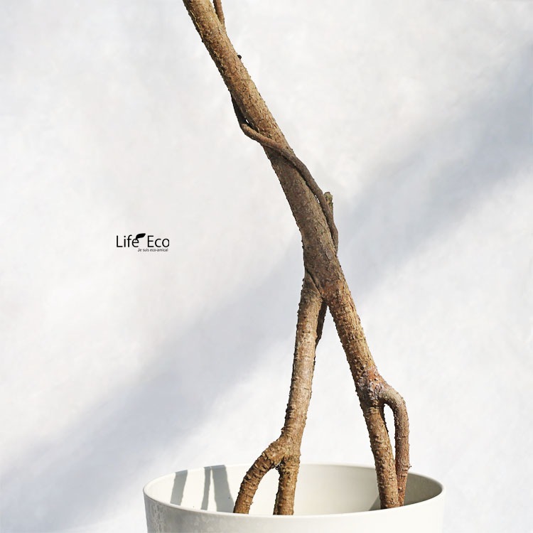 観葉植物【数量限定】パンダガジュマル（キジムナー） / 6寸・約W35cm×H85cm【送料E】