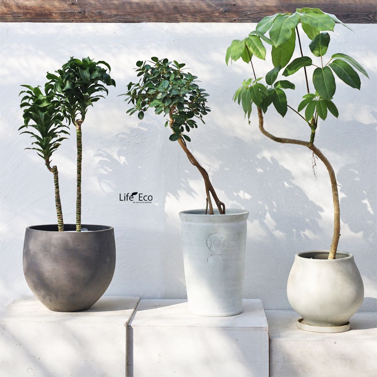 観葉植物【数量限定】パンダガジュマル（キジムナー） / 6寸・約W35cm×H85cm【送料E】