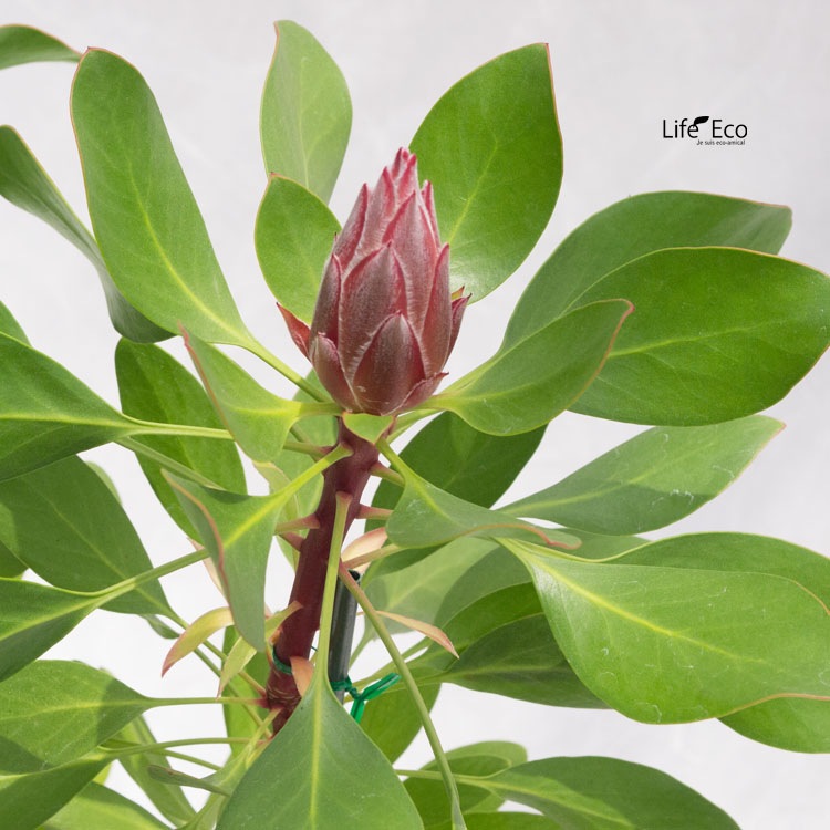 庭木・植木 キングプロテア（プロティア）・リトルプリンス / 6寸・約W 55cm×H80cm【送料F】