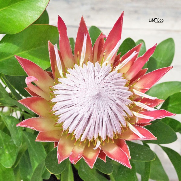 庭木・植木 キングプロテア（プロティア）・リトルプリンス / 6寸・約W 55cm×H80cm【送料F】