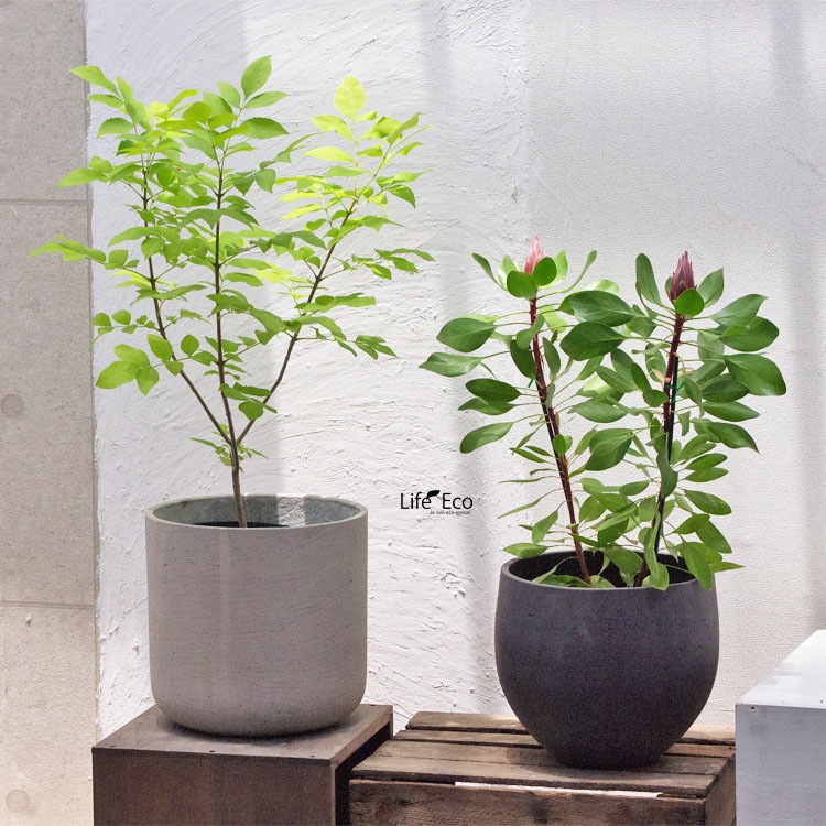 庭木・植木 キングプロテア（プロティア）・リトルプリンス / 6寸・約W 55cm×H80cm【送料F】