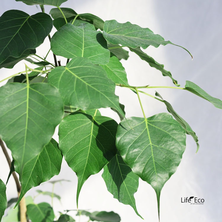 観葉植物 フィカス・レリジオーサ（インドボダイジュ / 印度菩提樹、覚樹、道場樹） / 7寸・約W60cm×H110cm【送料E】