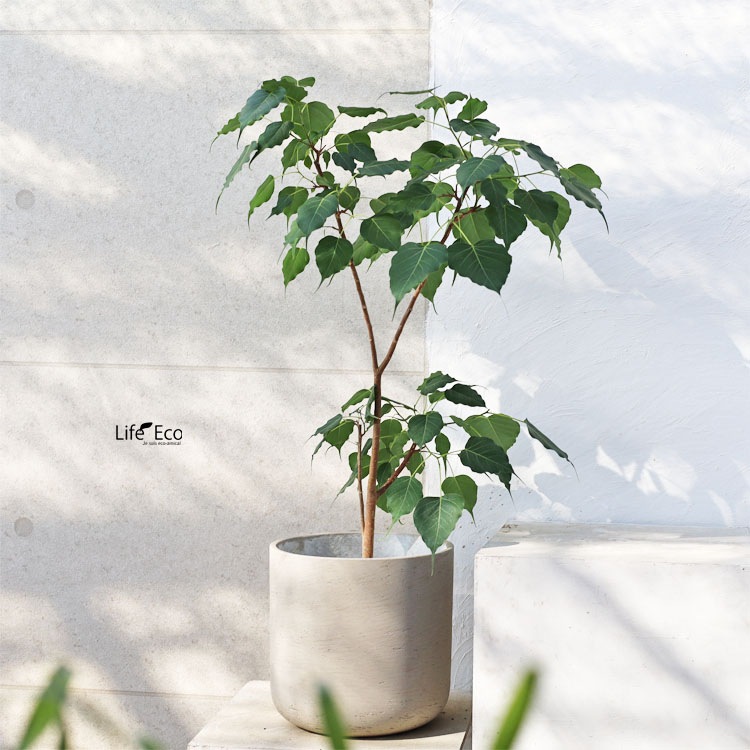 観葉植物 フィカス・レリジオーサ（インドボダイジュ / 印度菩提樹、覚樹、道場樹） / 7寸・約W60cm×H110cm【送料E】