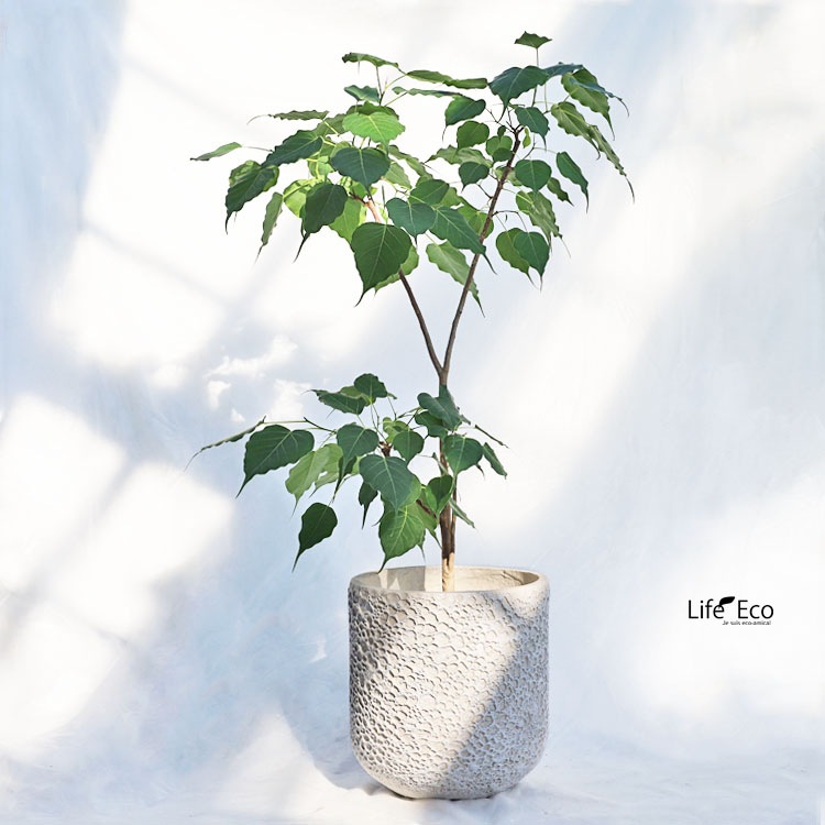 観葉植物 フィカス・レリジオーサ（インドボダイジュ / 印度菩提樹、覚樹、道場樹） / 7寸・約W60cm×H110cm【送料E】