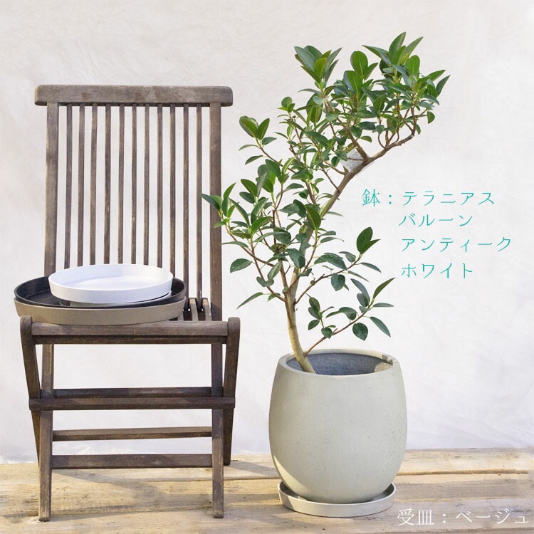 C020 中国 紫釉 植木鉢 受皿 揃 植木鉢用専用受皿 樹脂製 マルチソーサー ラウンド ホワイト（白
