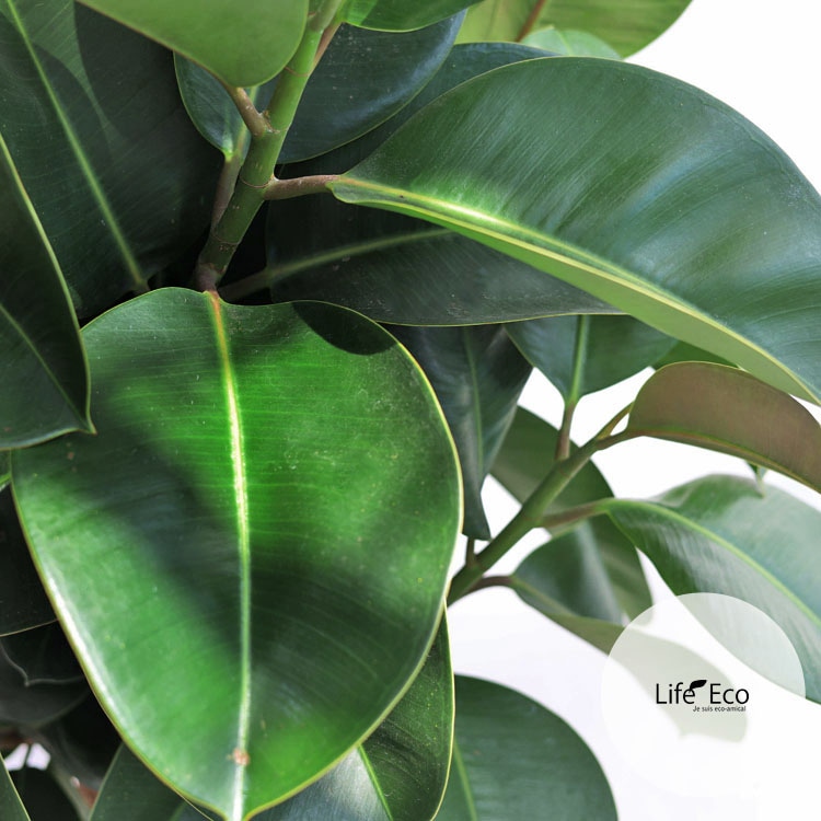 観葉植物 大型 フィカス・エラスティカ・ソフィア / 9寸・約W70cm×H160cm