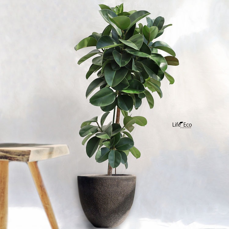 観葉植物 大型 フィカス・エラスティカ・ソフィア / 9寸・約W70cm×H160cm