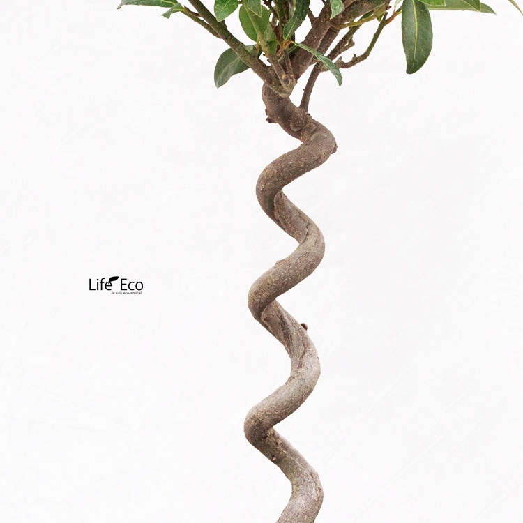 庭木・植木 デザートライム（シトラスキャビア） / 5寸・約H75～95cm