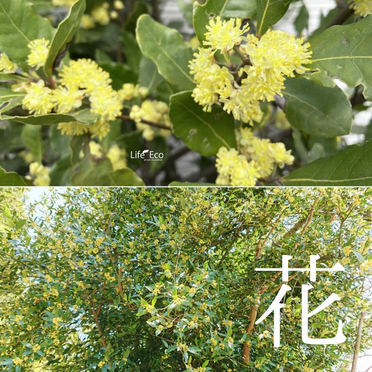庭木・植木 月桂樹（ゲッケイジュ、ローリエ、ローレル）スタンド仕立て / 7寸・約W 45cm×H80cm【送料F】