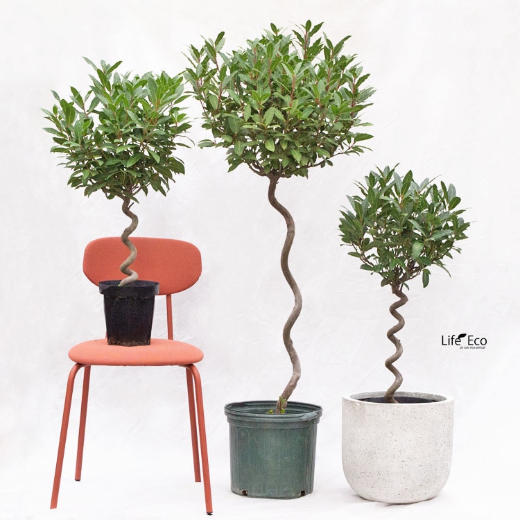 桂木 庭木・植木 デザートライム（シトラスキャビア） / 5寸・約H75～95cm