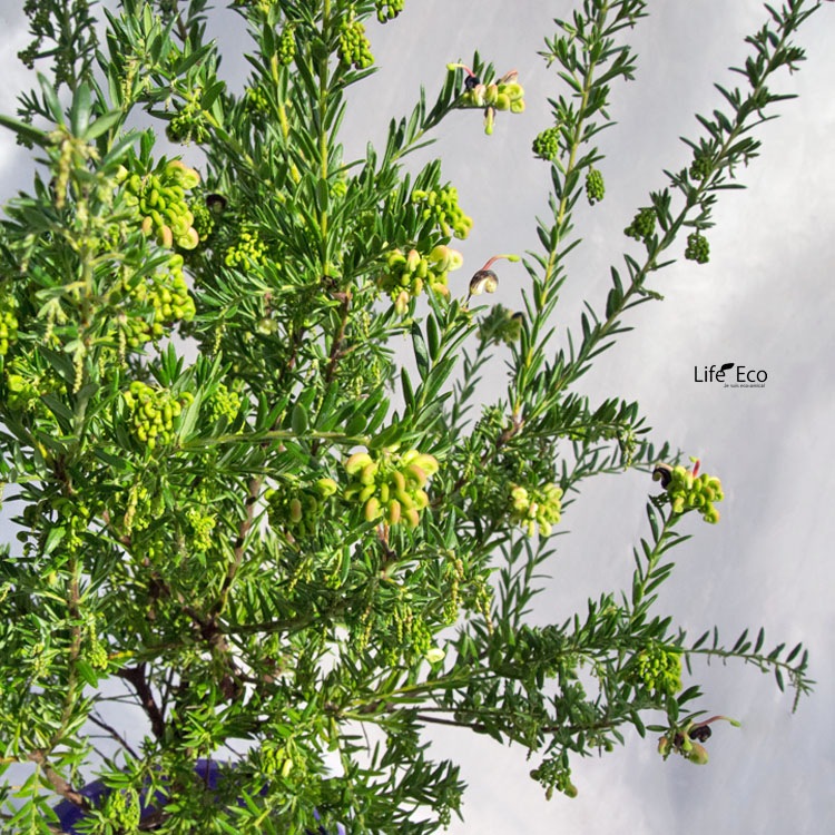 庭木・植木 グレビレア・ジュビリー / 7寸・約W50cm×H90cm【送料F】