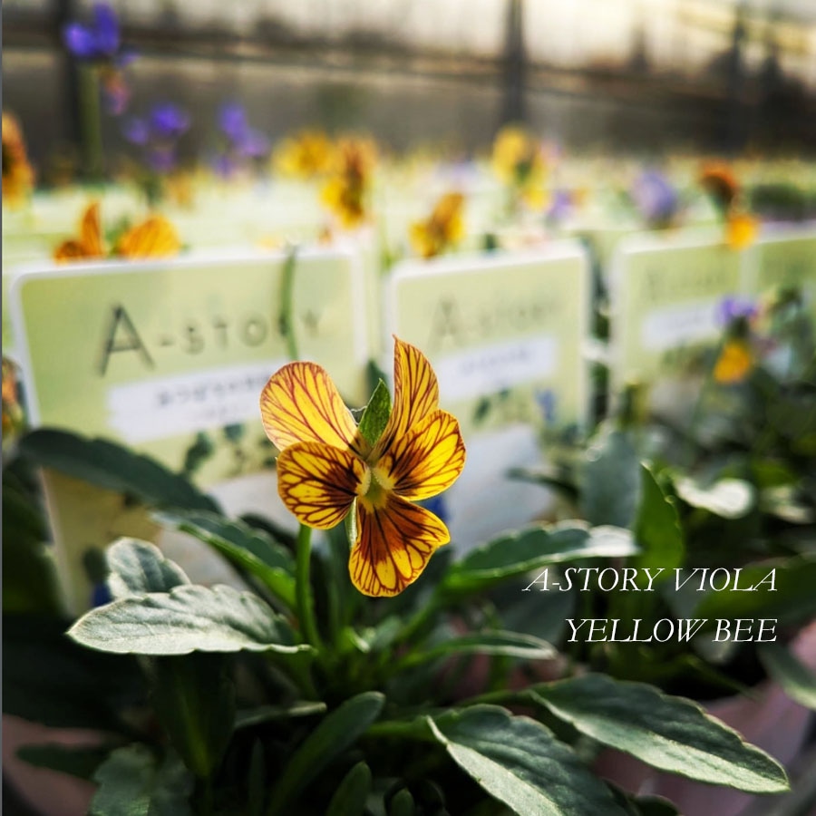花苗 ビオラ（A-STORY VIOLA）みつばちの羽音 3色アソート（ブルービー